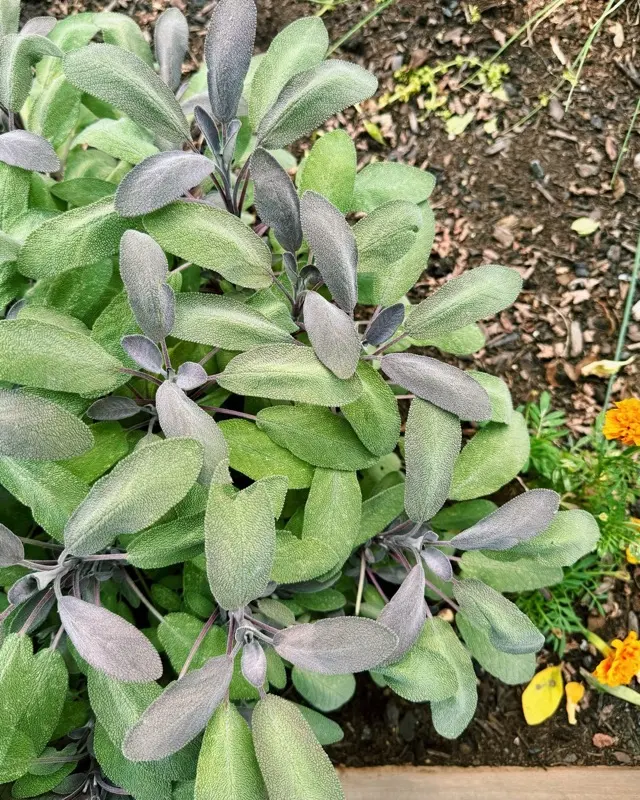 Sage growing in the Red Lion Tavern garden