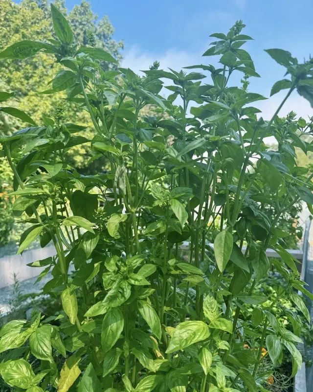Fresh herbs growing tall in the garden