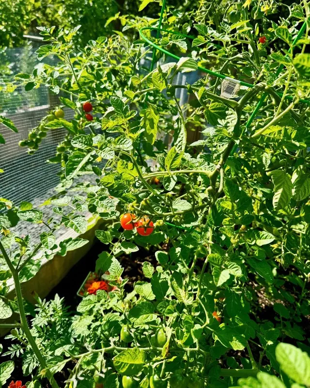 Cherry tomatoes ripening in the garden
