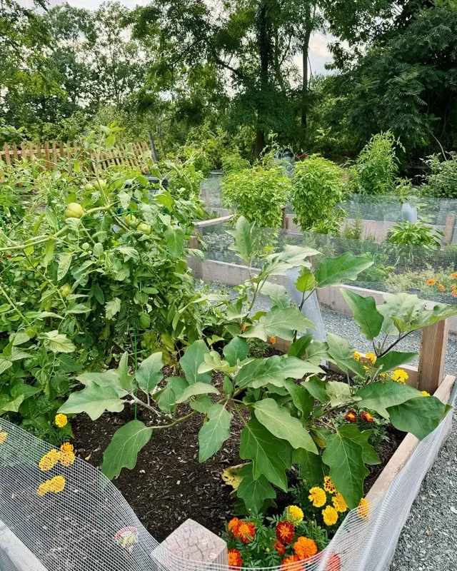 Raised garden beds at The Red Lion Tavern